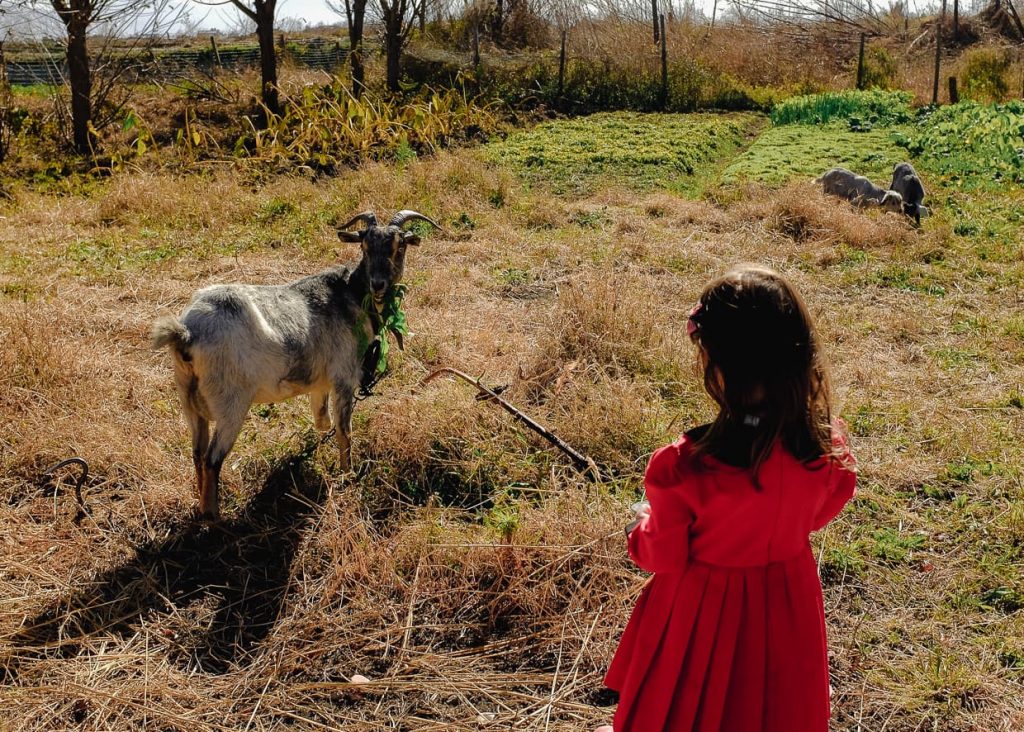Lisa approaching goat on a Dali, China farm.