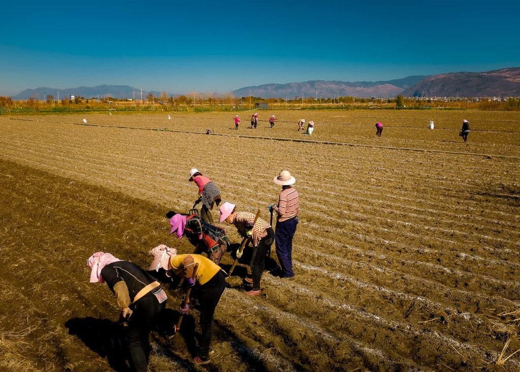 Farmers in Dali, China. Yunnan Province.