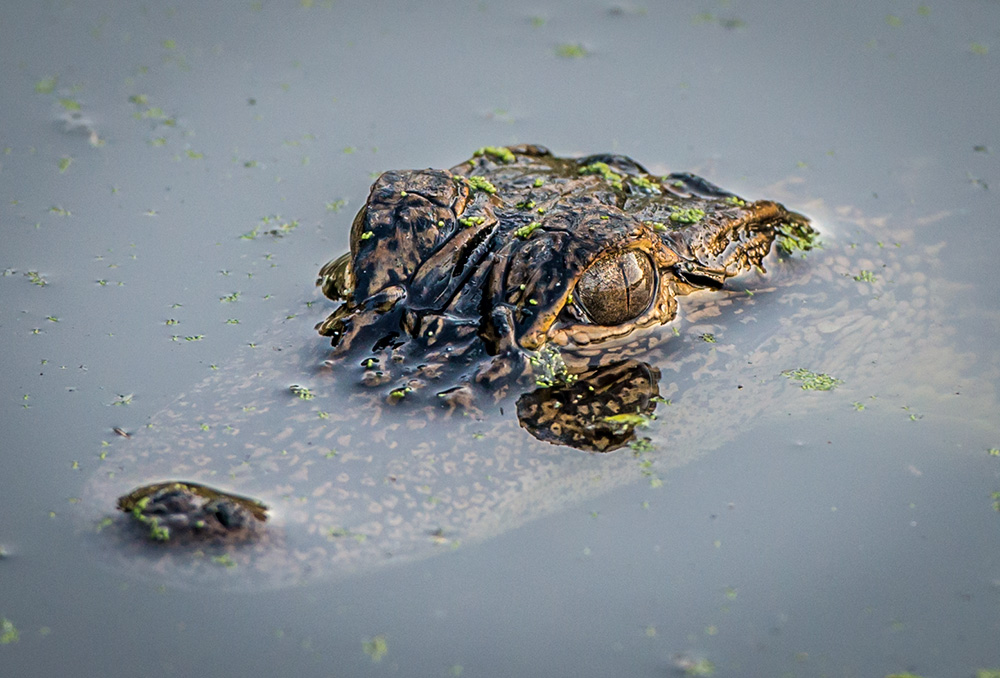 An aligator surfaces in a Florida Pond in this Nature photo