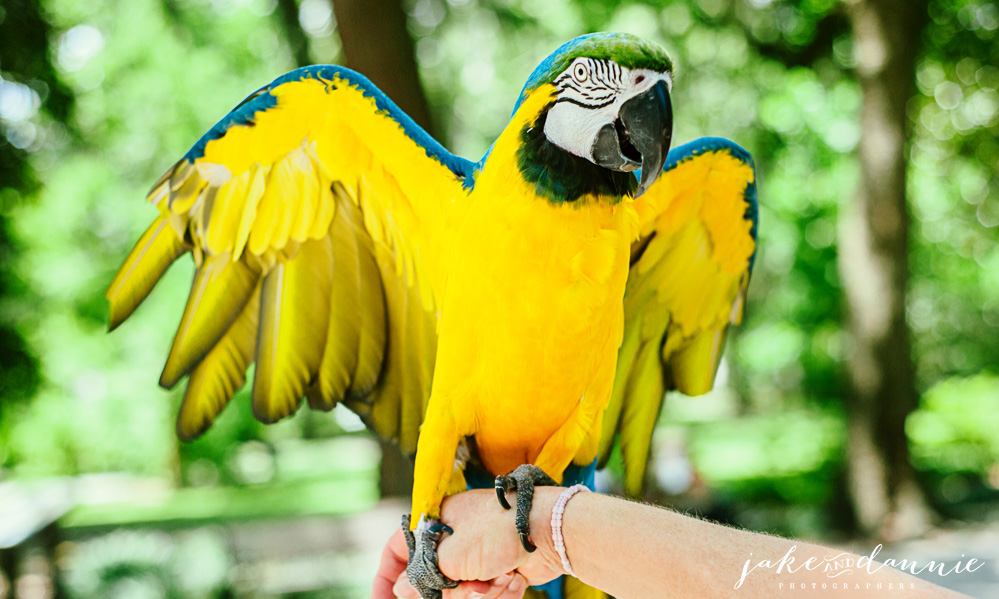 A woman holds a beautiful parrot in Forsyth Park in Savannah Georgia