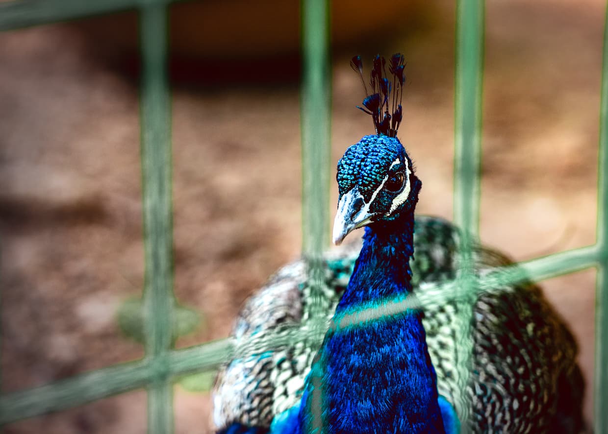 A peacock on Lion Hill in Lijiang.