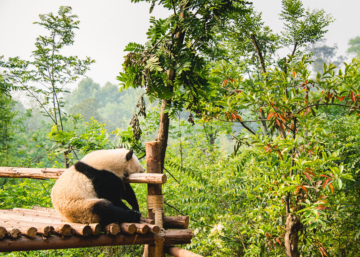 Chengdu-china-travel-photography-2013-12