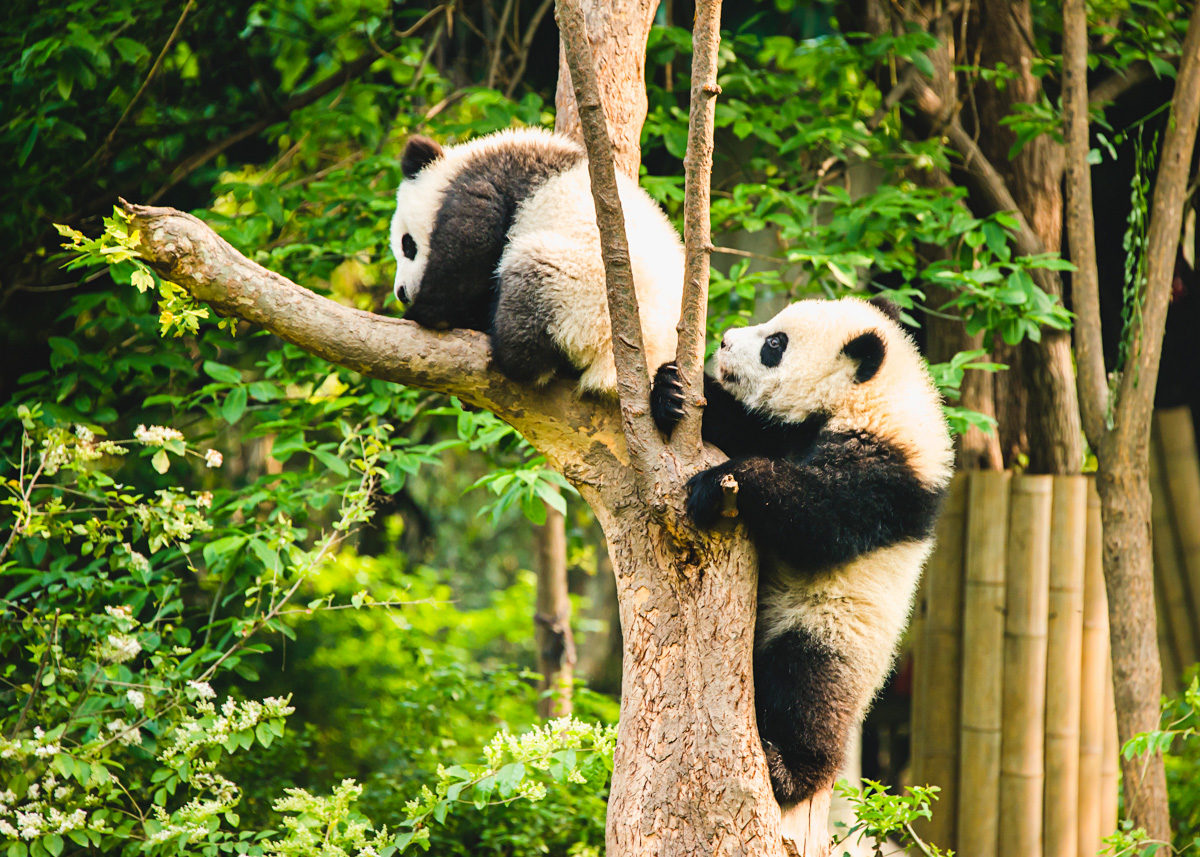 Chengdu-china-travel-photography-2013-15