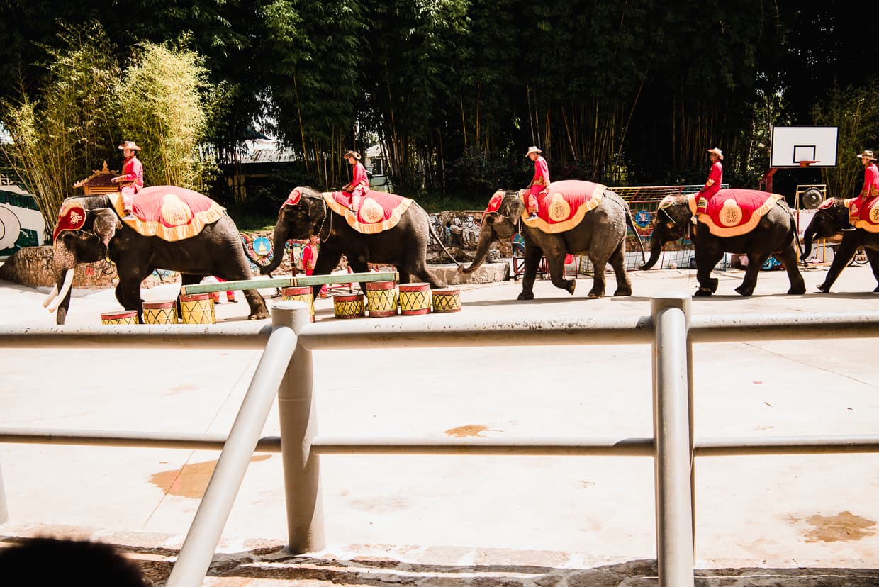 Animal cruelty. Elephant show in Kunming, China.