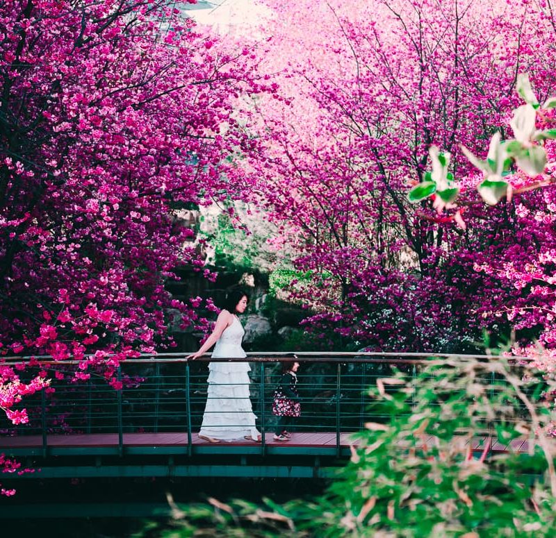 Walking across a cherry blossom bridge in Dali, China.