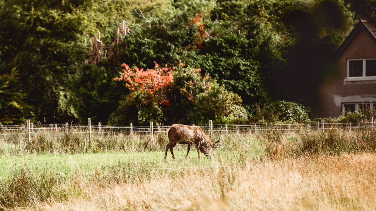 A domesticated dear grazing near Glencoe, Scotland