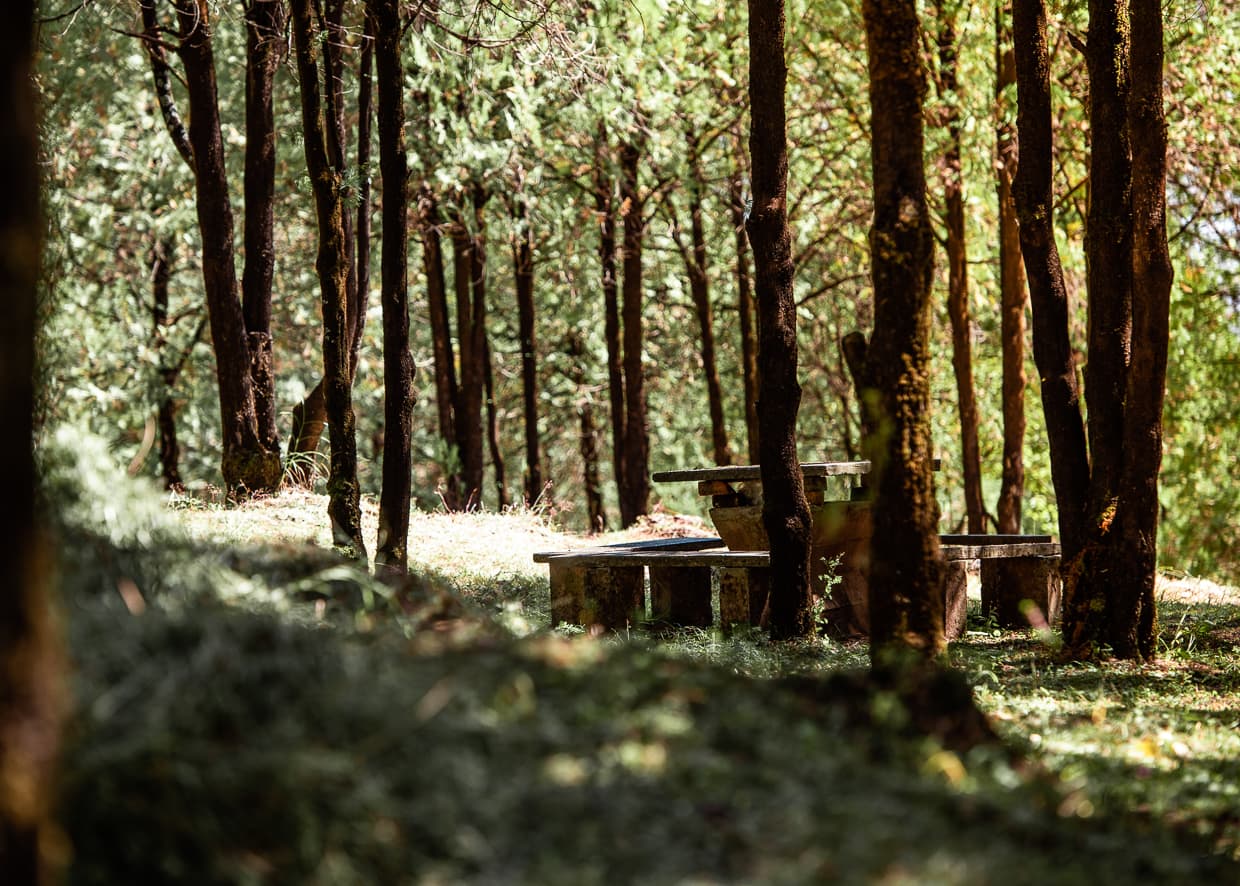 A picnic table in the woods on Lijiang, China's Lion Hill.