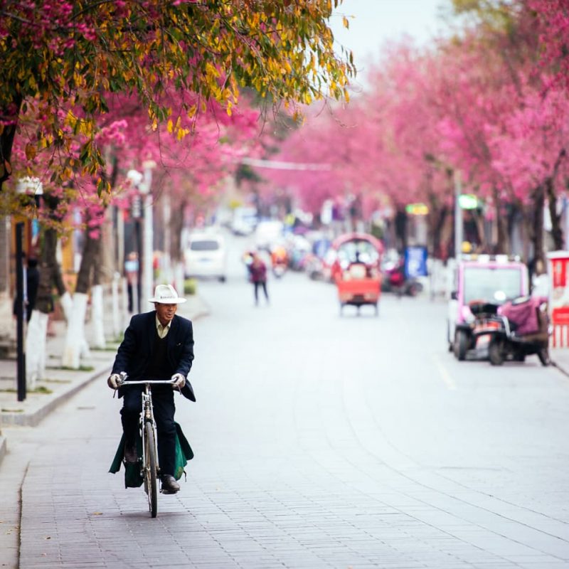 Cherry Blossom season in Dali, China.