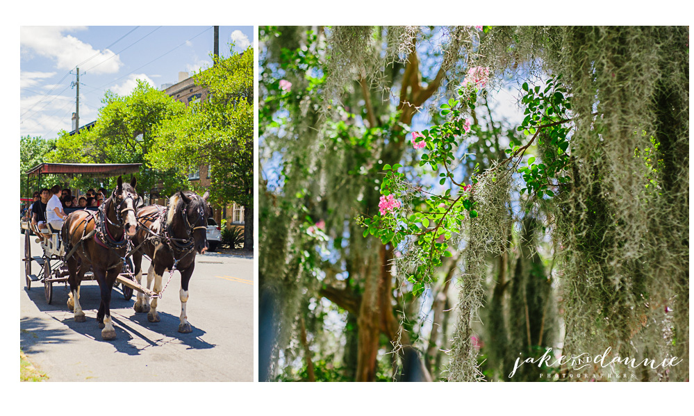 A horse drawn carriage in the streets of savannah and flowers blossoming through spanish moss