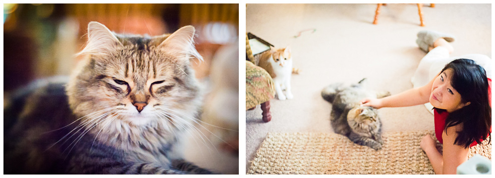 Two photos of a furry cat getting some attention