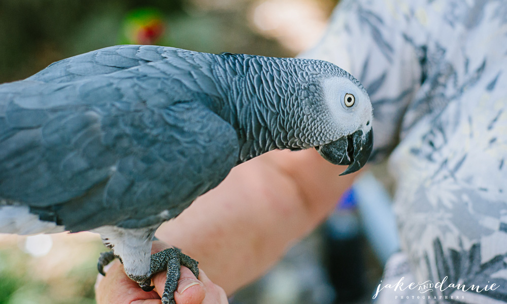 An african gray parrot which is apparently very intelligent for a bird. travel photo from Savannah Georgia