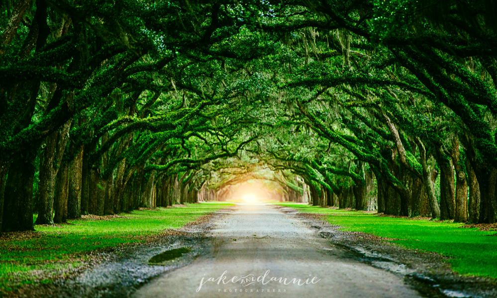 Headlights at the end of a tunnel of live oaks at Wormsloe Historic Site in Savannah Georgia. In this photo an incoming storm made everything dark