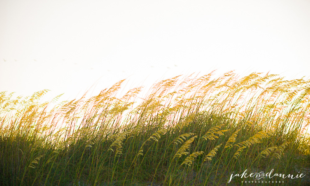 The dunes at Tybee Island beach in Savannah. The sun shines through the grass as sunset approaches
