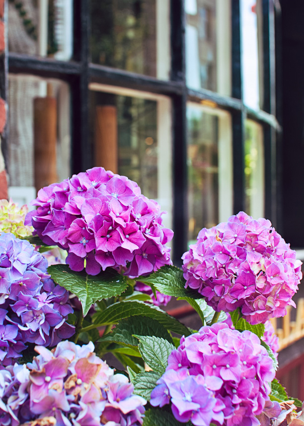 flowers in front of a shop window in Beacon Hill, Boston