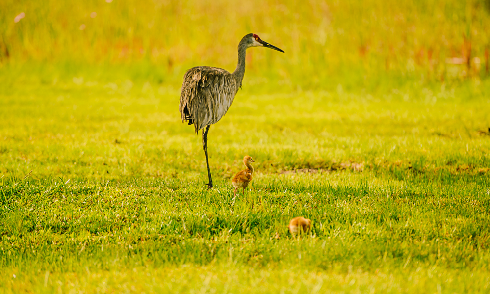 Two sandhill crane chicks with a parent