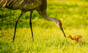 A Sandhill Crane feeds its chick