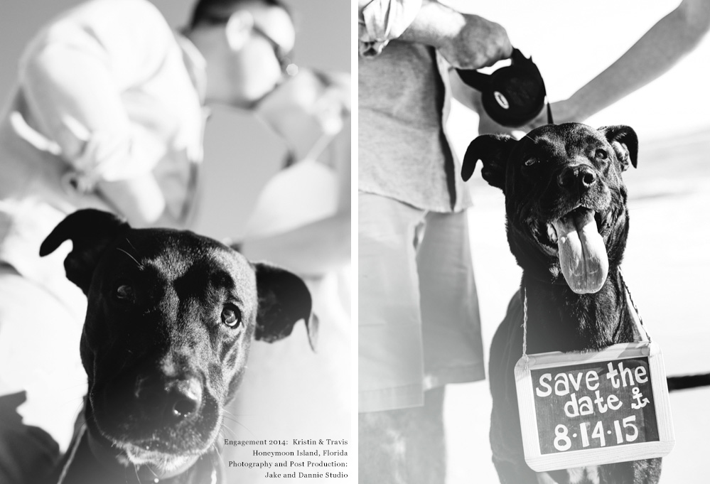 Dog tells engaged couples family to save the date with sign around his neck